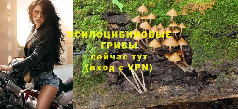 Галлюциногенные грибы Magic Shrooms  Кольчугино 